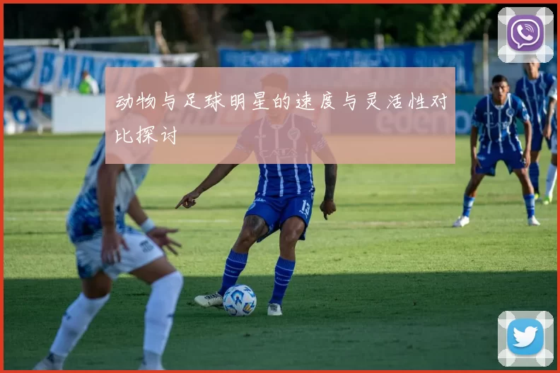 动物与足球明星的速度与灵活性对比探讨